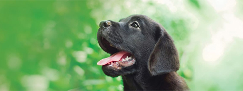 Hundekrankenversicherung ab 6,12€ monatlich!